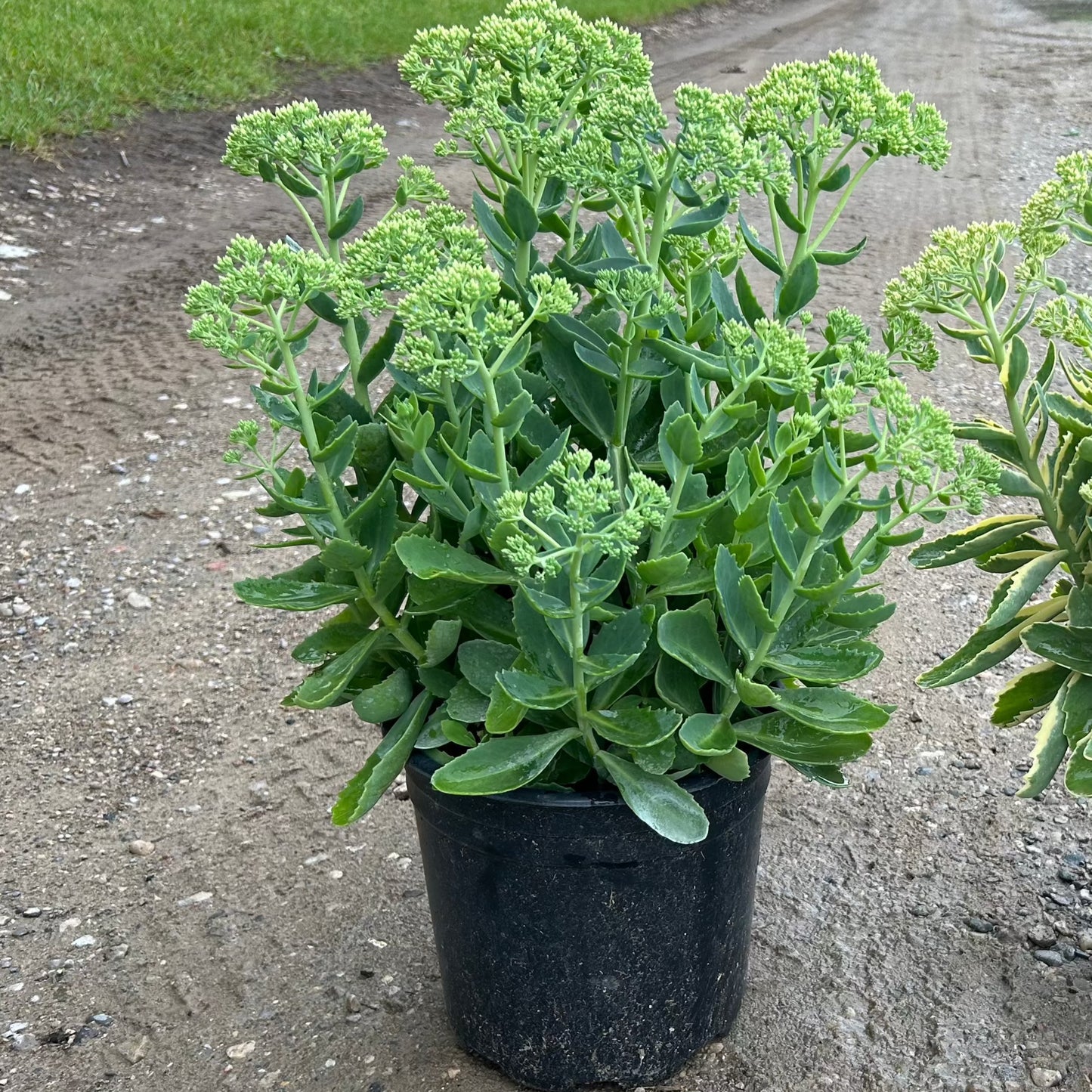 Sedum 'Autumn Joy' - 2 Gallon