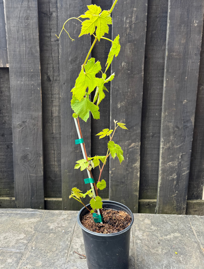 Himrod Grape 1 Gallon