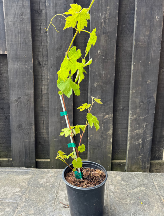 Himrod Grape 1 Gallon