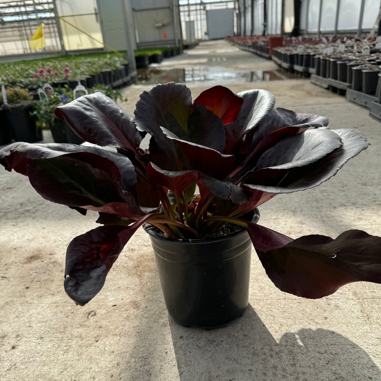 Bergenia 'Heartleaf' (Saxifraga) - 1 Gallon