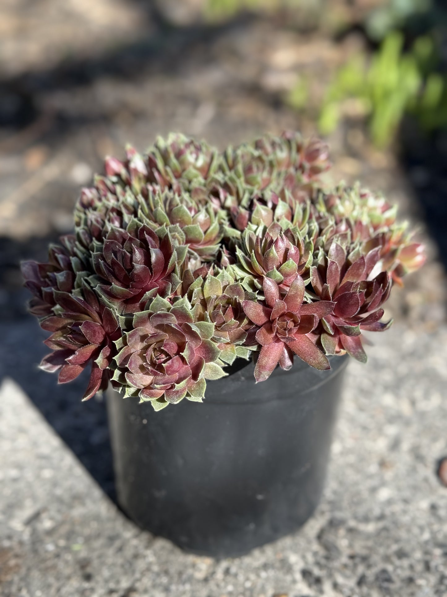 Hens and Chicks 'Commander Hay' (Sempervivum hybrid) - 1 Gallon