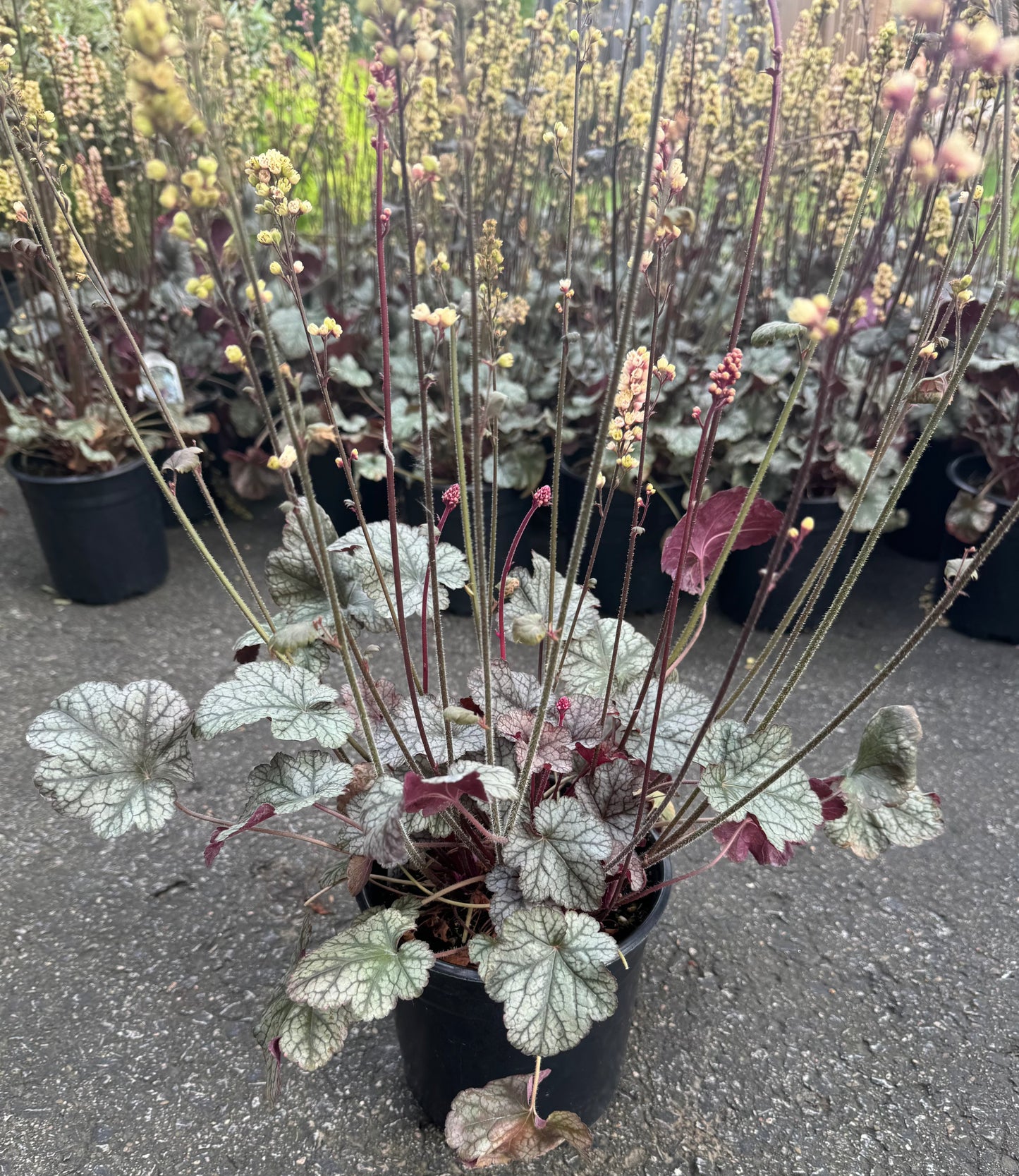 Coral Bells 'Silver Scrolls' (Heuchera) - 1 Gallon