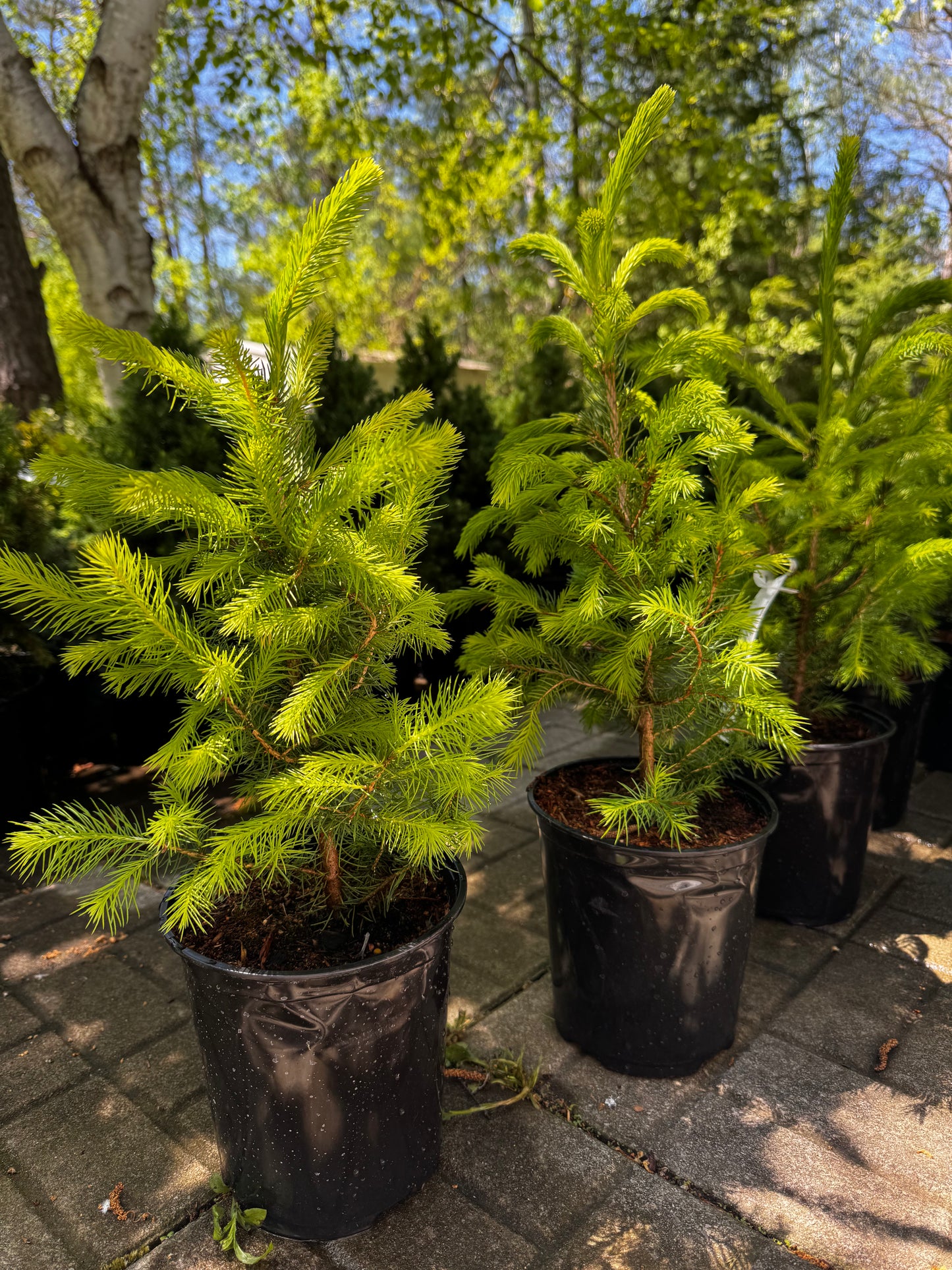 Norway Spruce (Picea Abies)