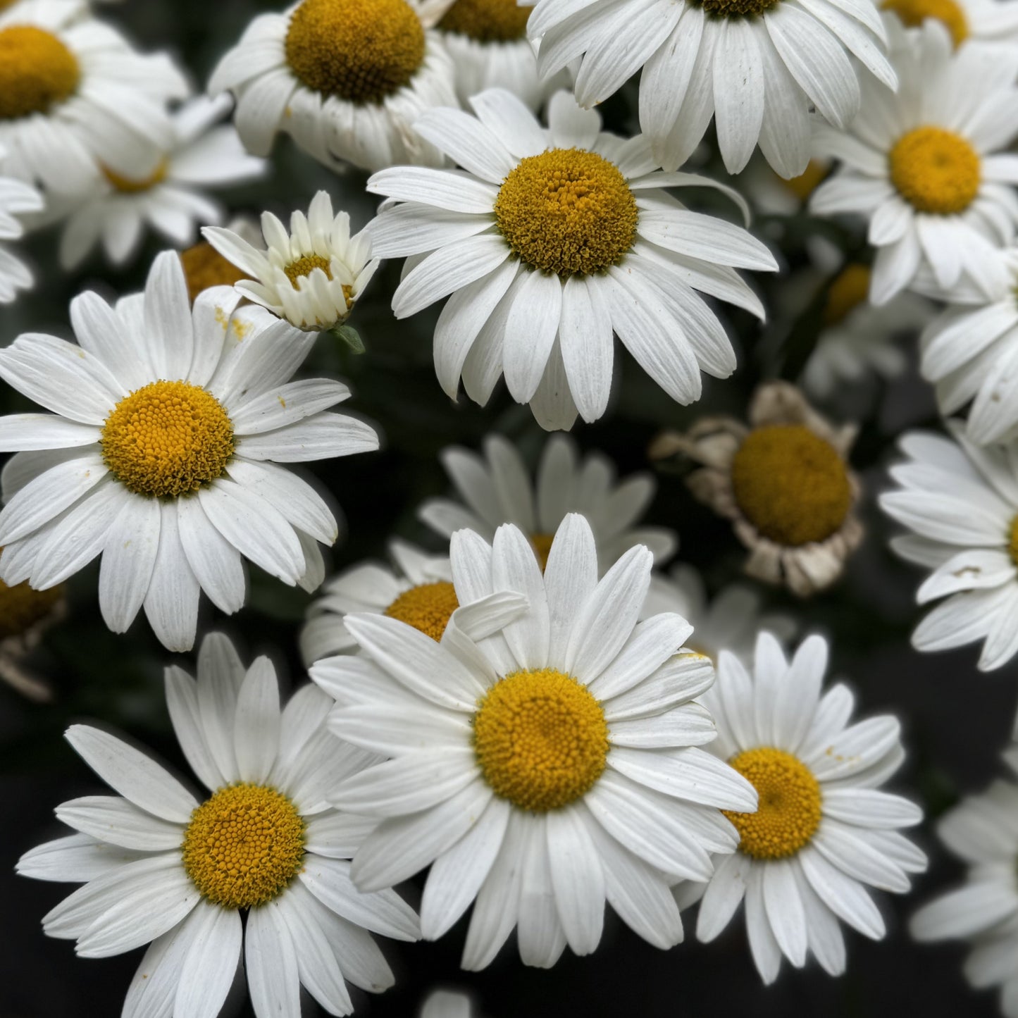 Shasta Daisy 'Snow cap' - 2 Gallon