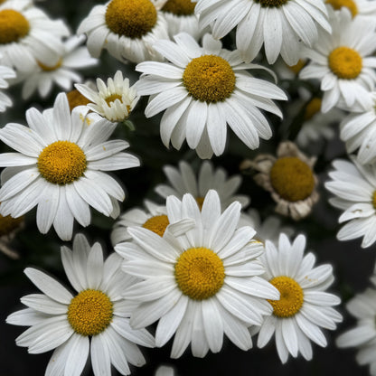 Shasta Daisy 'Snow cap' - 2 Gallon