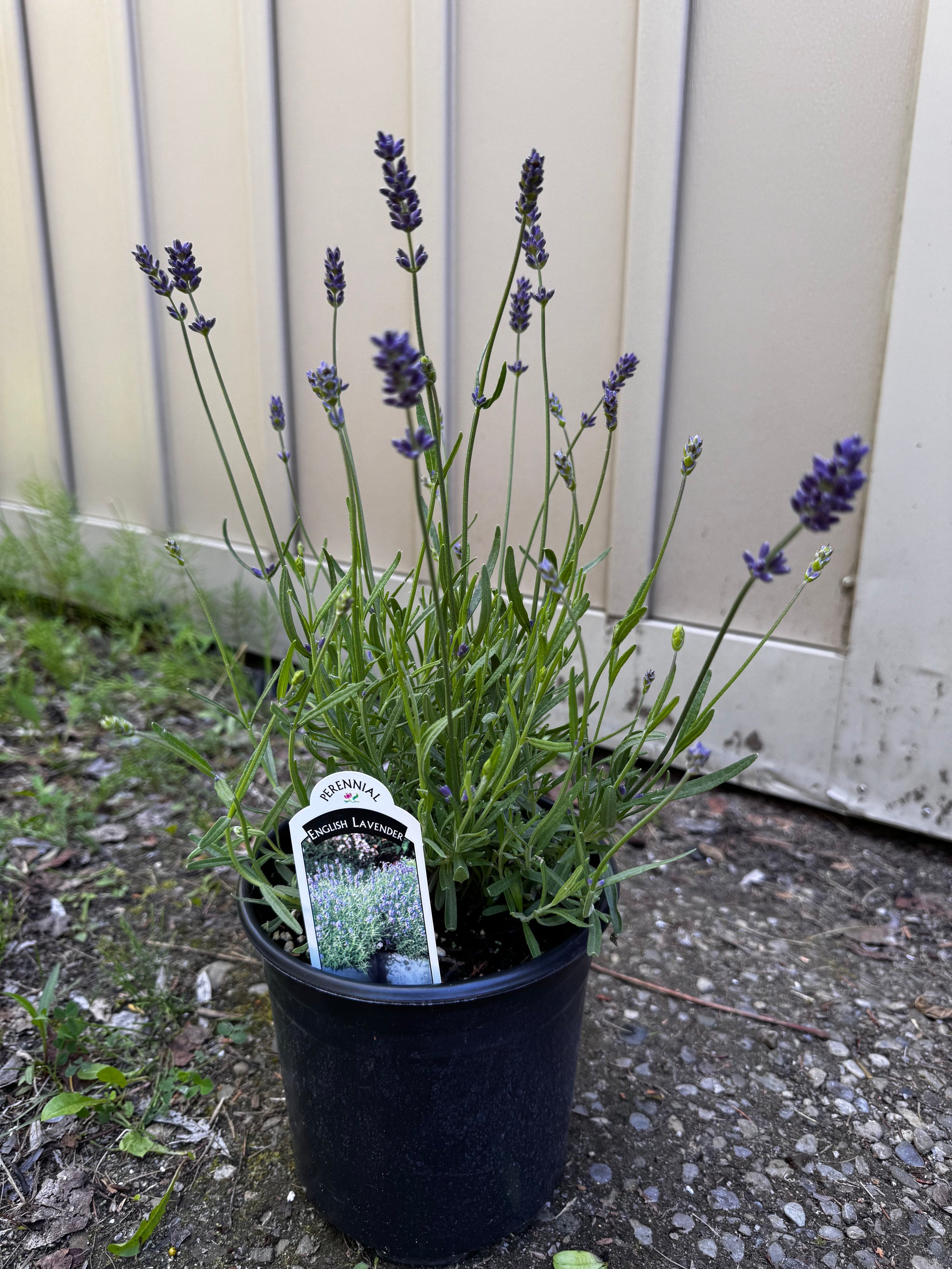one gallon lavender plants English Lavender 'Essence Purple' (Lavandula)