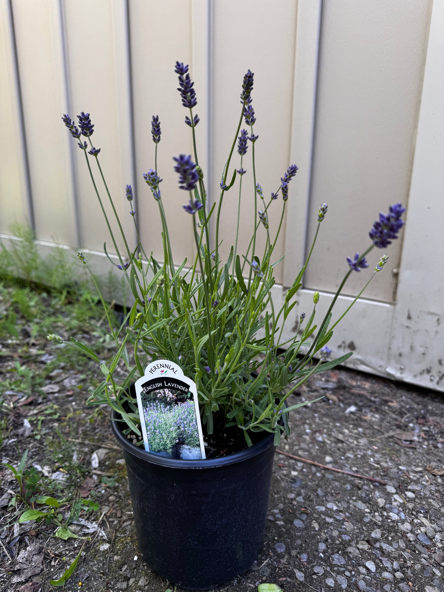 English Lavender 'Essence Purple' (Lavandula) - 1 Gallon