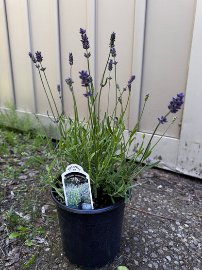 English Lavender 'Essence Purple' (Lavandula) - 1 Gallon