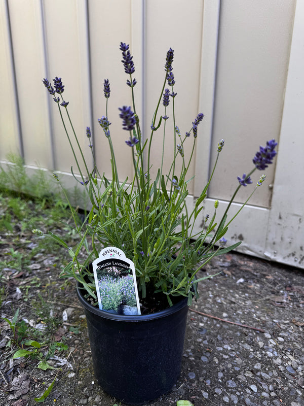 English Lavender 'Essence Purple' (Lavandula) - 1 Gallon