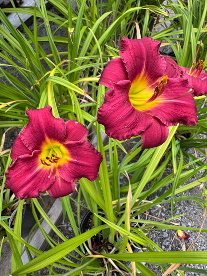 Daylily 'Rajah' (hemerocallis)