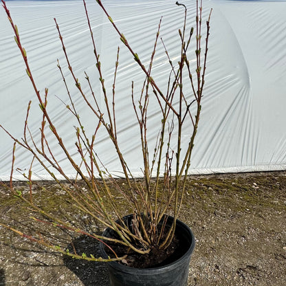 Forsythia - 2 Gallon