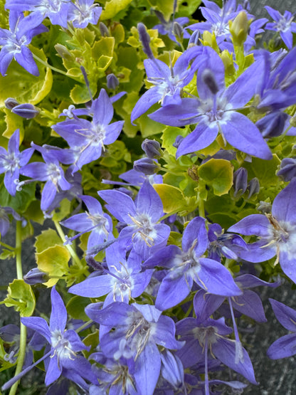 Campanula 'Dickson's Gold' (Bellflower ) - 1 Gallon