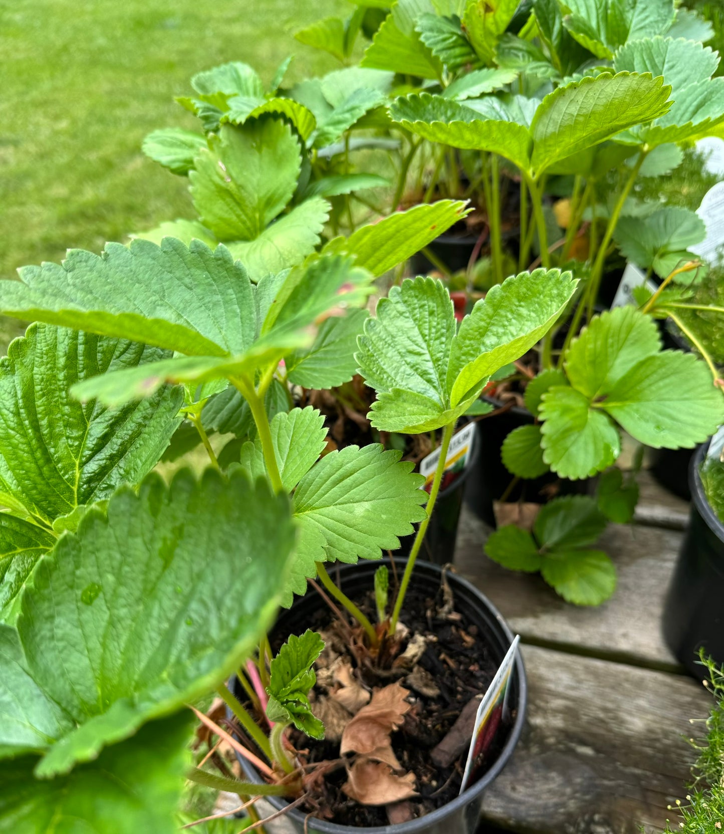 Strawberry - 1 Gallon