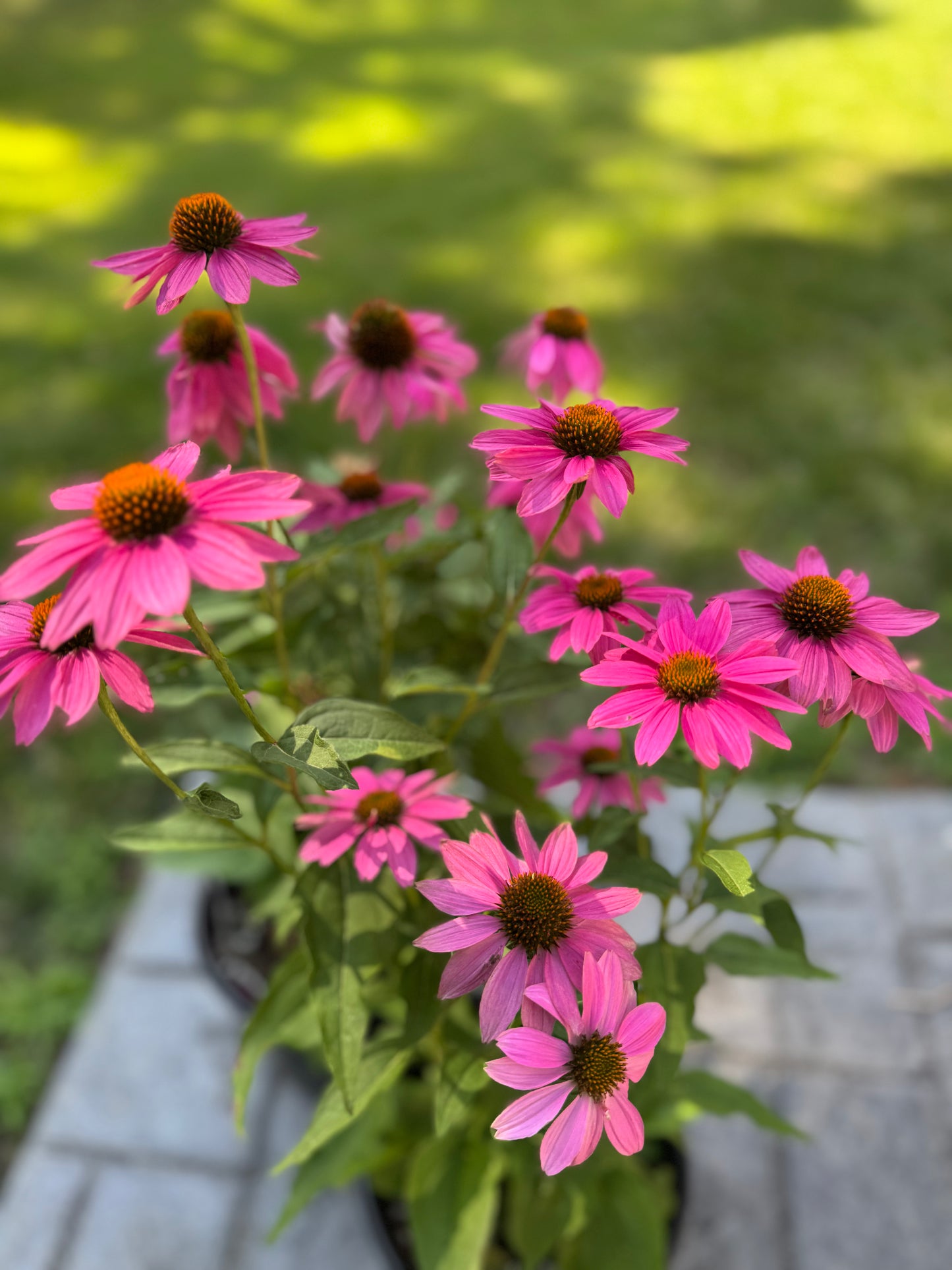 Purple Coneflower (Echinacea) - 2 Gallon