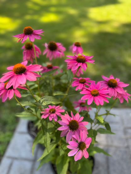 Purple Coneflower (Echinacea) - 2 Gallon