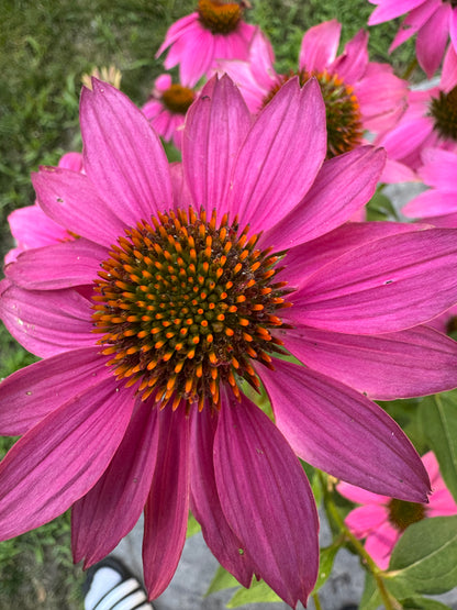 Purple Coneflower (Echinacea) - 2 Gallon
