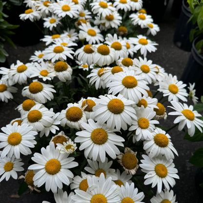 Shasta Daisy 'Snow cap' - 2 Gallon