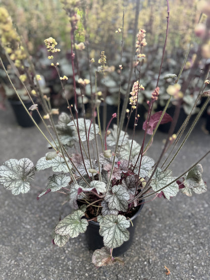 Coral Bells 'Silver Scrolls' (Heuchera) - 1 Gallon