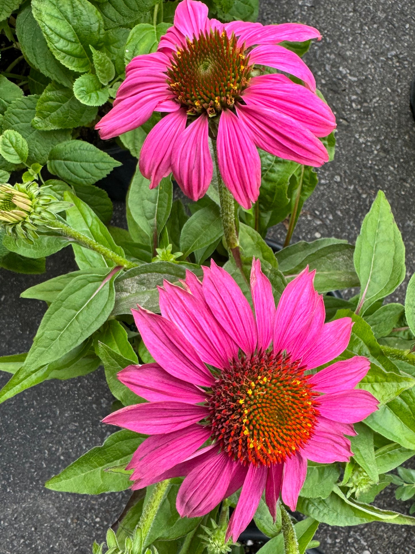 Purple Coneflower  'PowWow Wild Berry' (Echinacea) - 2 Gallon