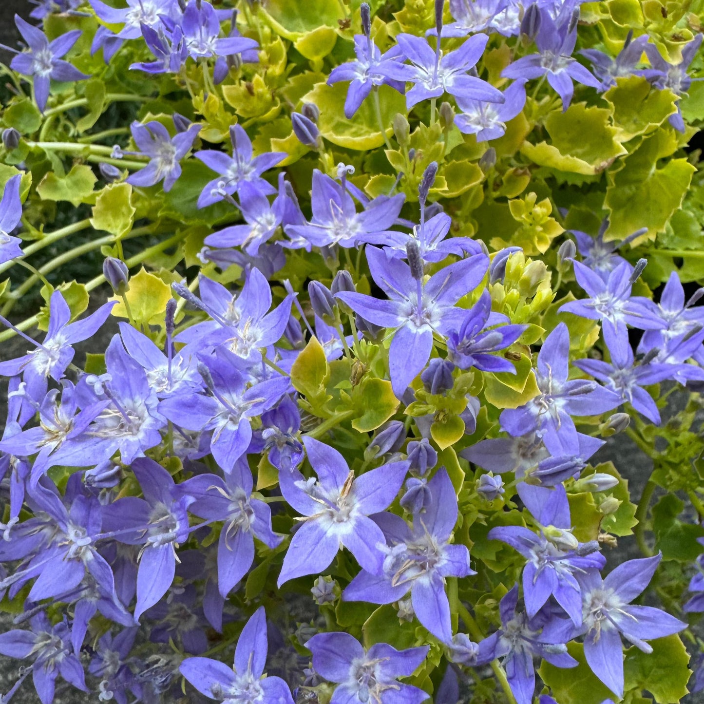 Campanula 'Dickson's Gold' (Bellflower ) - 1 Gallon