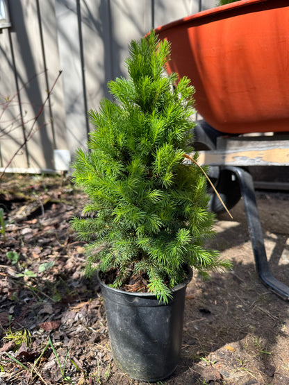 Dwarf Alberta Spruce 'Conica' (Picea Glauca) - 1 Gallon