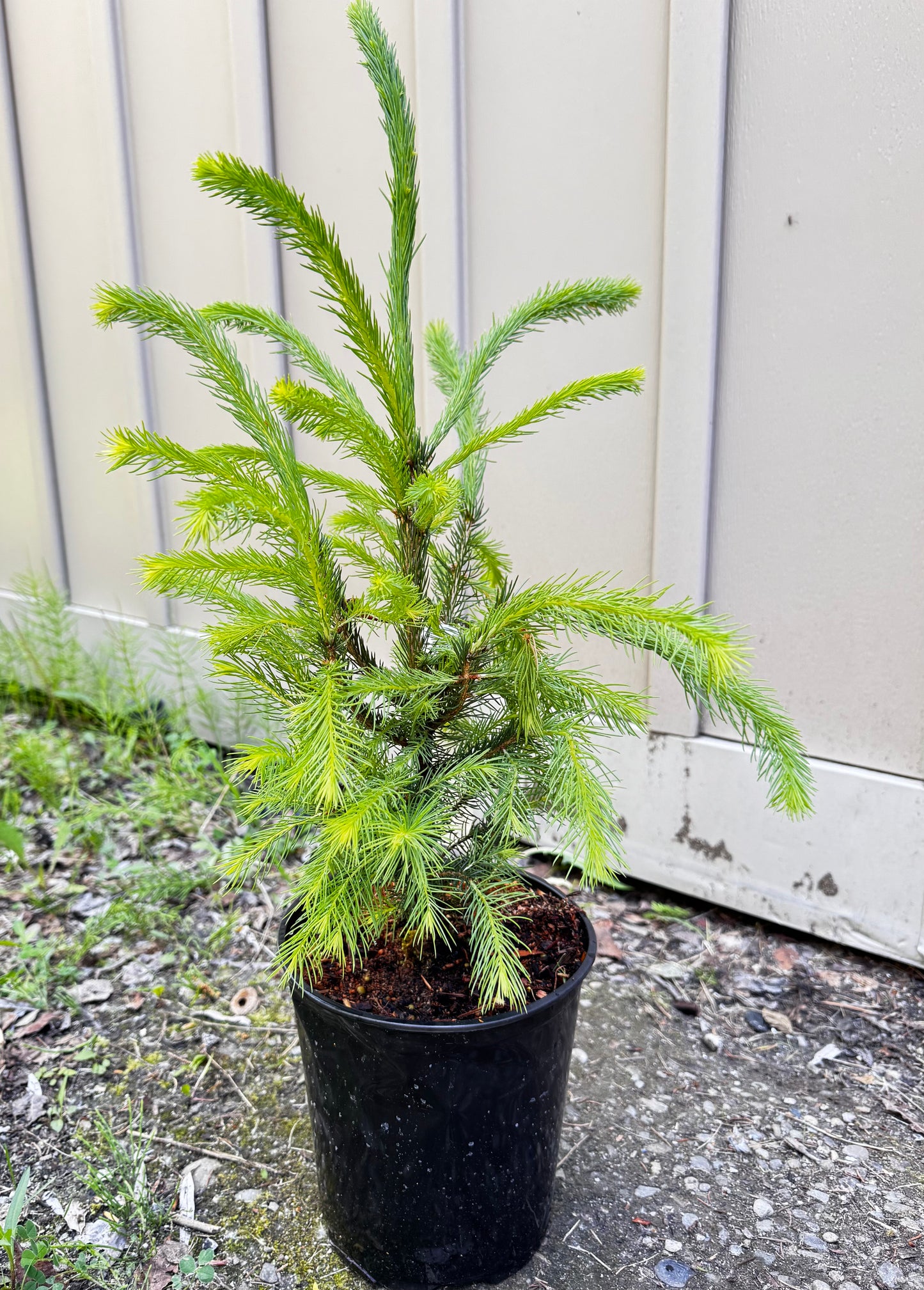 Norway Spruce (Picea Abies)