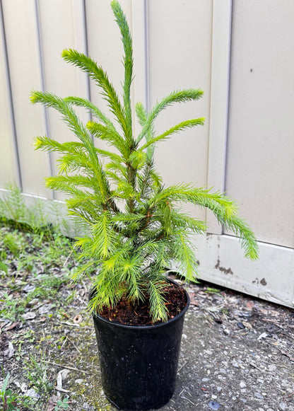 Norway Spruce (Picea Abies)