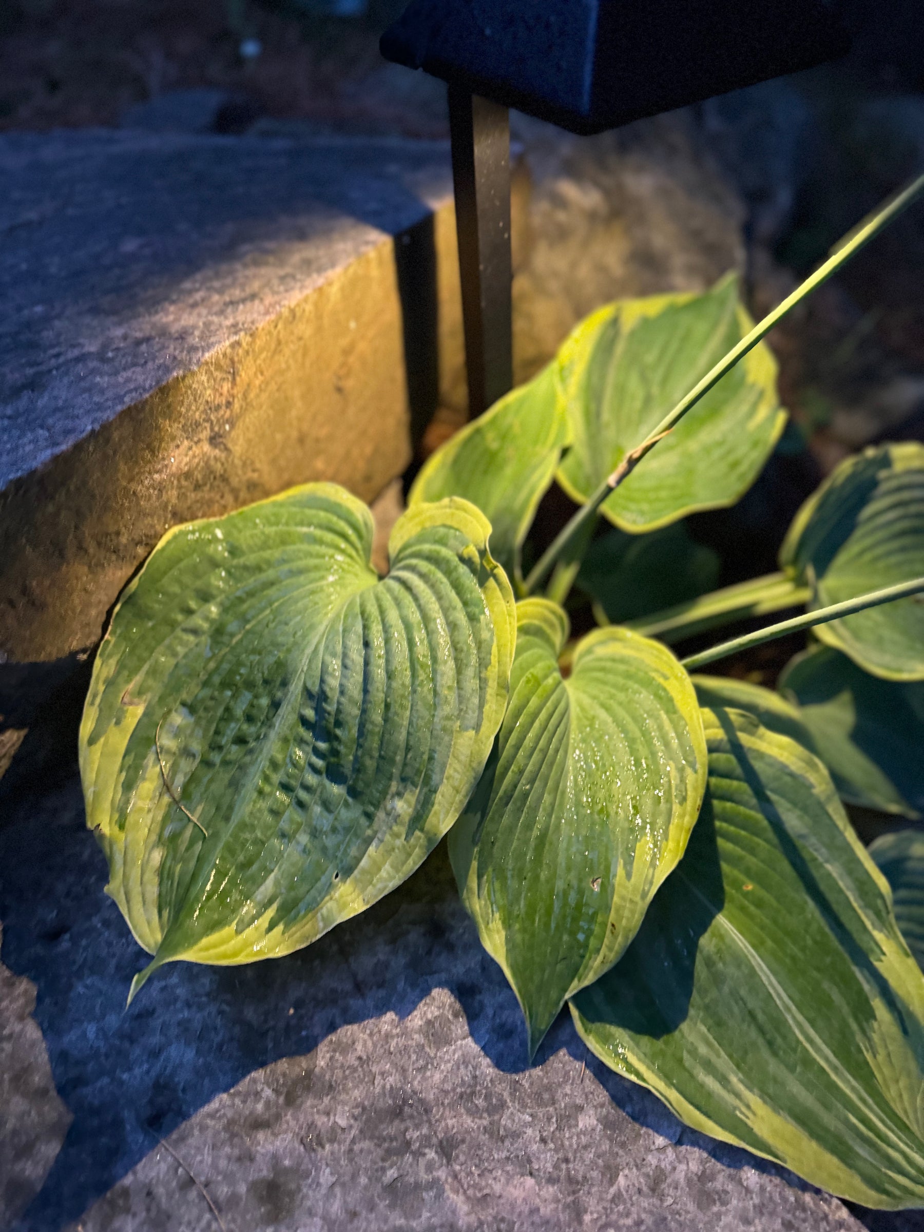 Contact ePlants