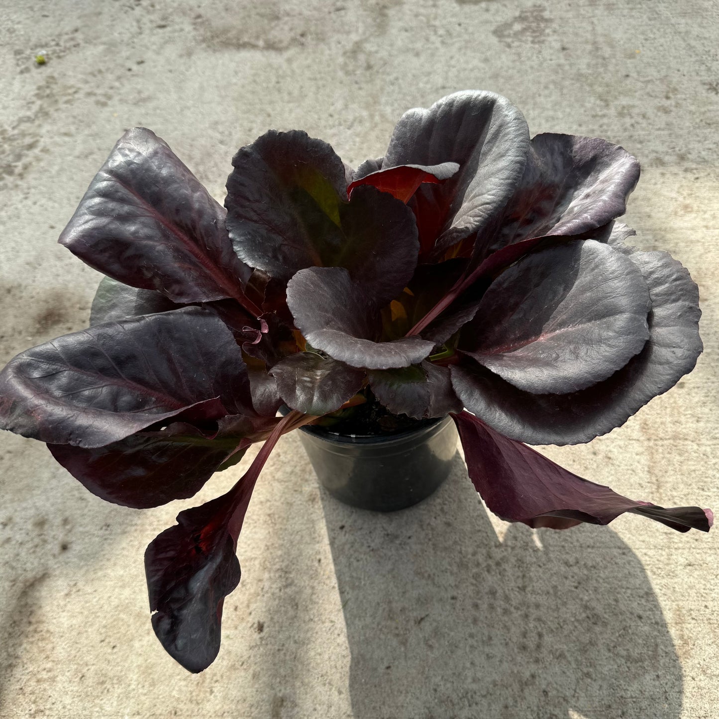 Bergenia 'Heartleaf' (Saxifraga) - 1 Gallon