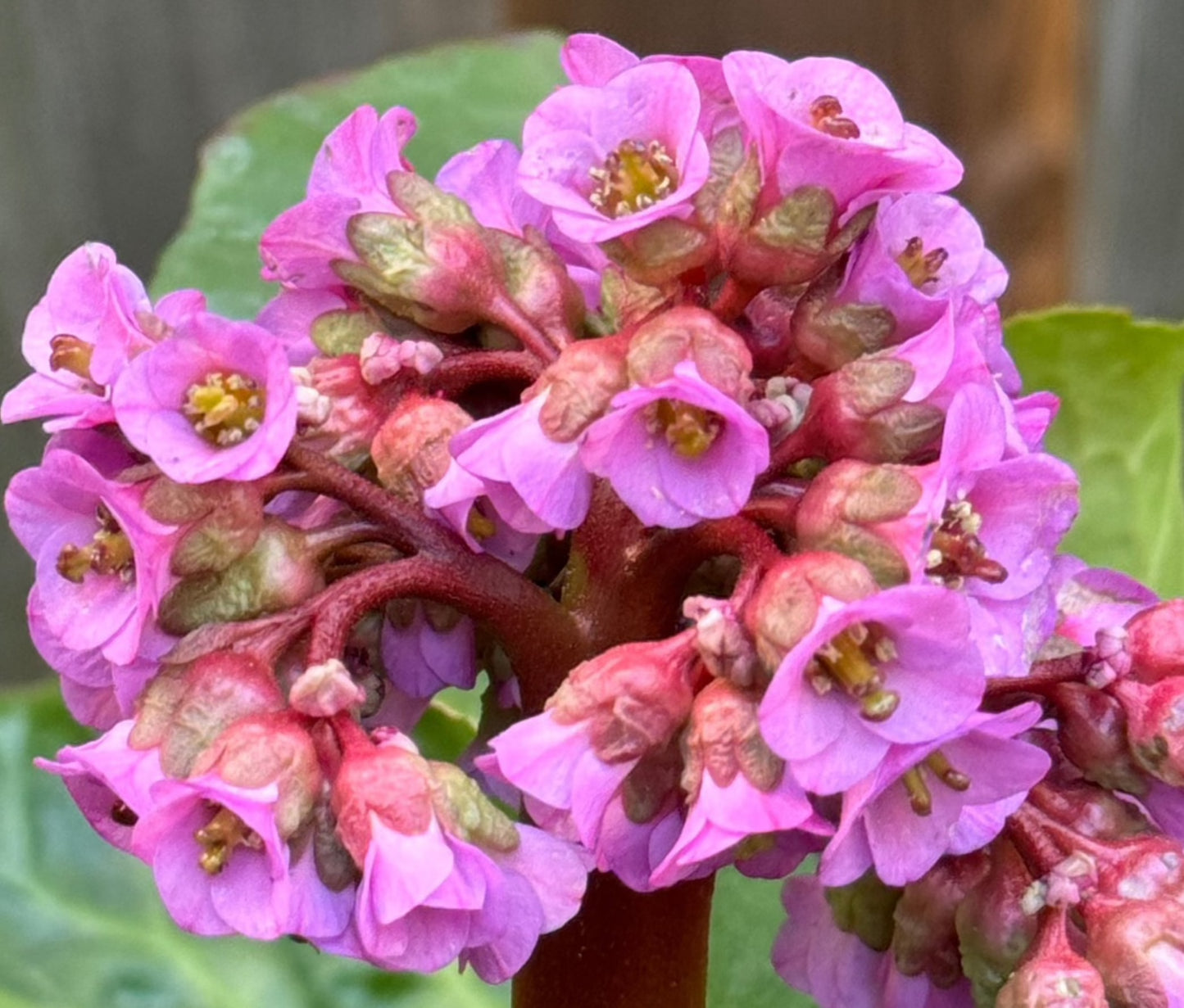 Bergenia 'Heartleaf' (Saxifraga) - 1 Gallon