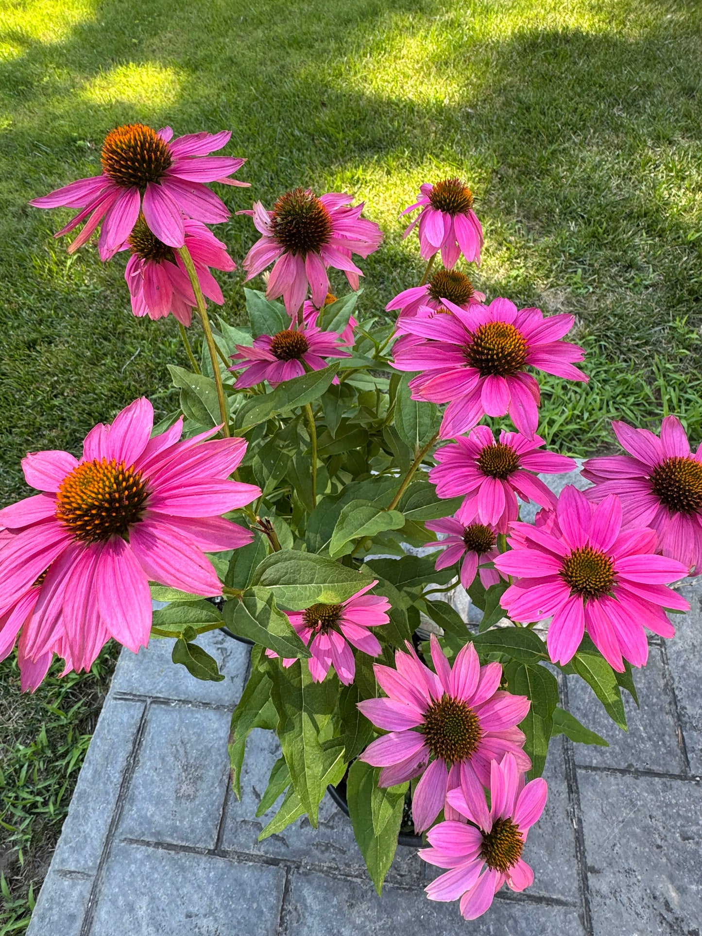 Purple Coneflower (Echinacea) - 2 Gallon