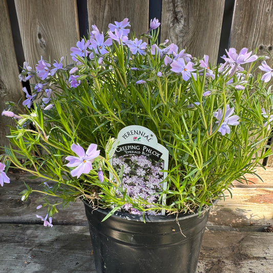 Creeping Phlox 'Emerald Blue' (phlox subulata) - 1 Gallon