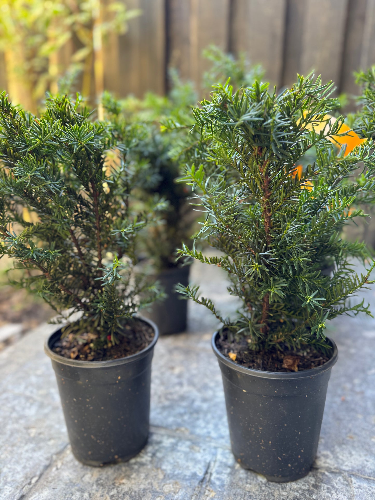 Yew 'Morden' (Taxus Cuspidata) - 1 Gallon