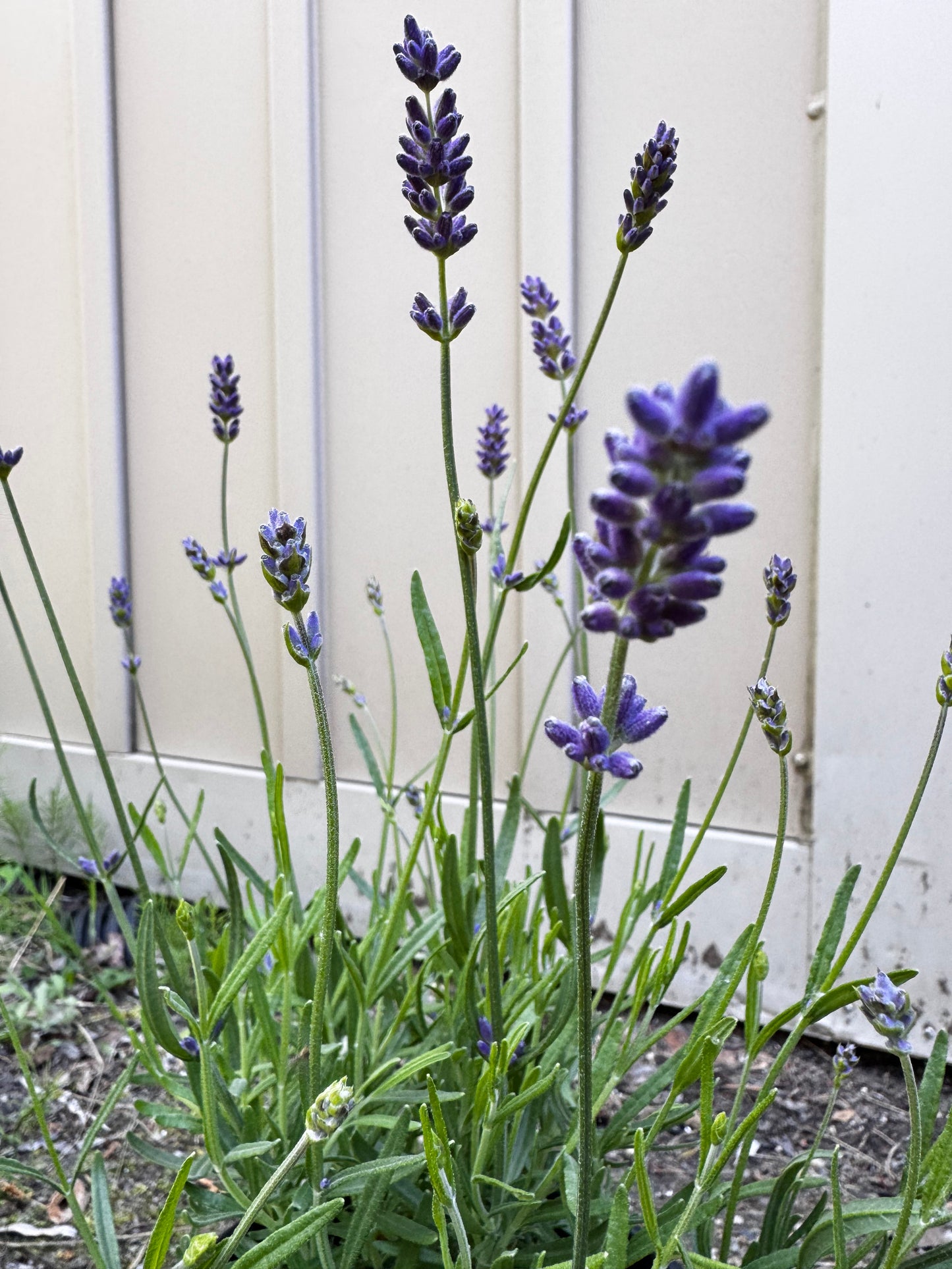 English Lavender 'Essence Purple' (Lavandula) - 1 Gallon
