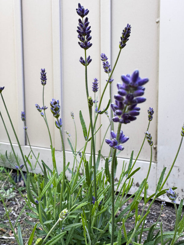 English Lavender 'Essence Purple' (Lavandula) - 1 Gallon