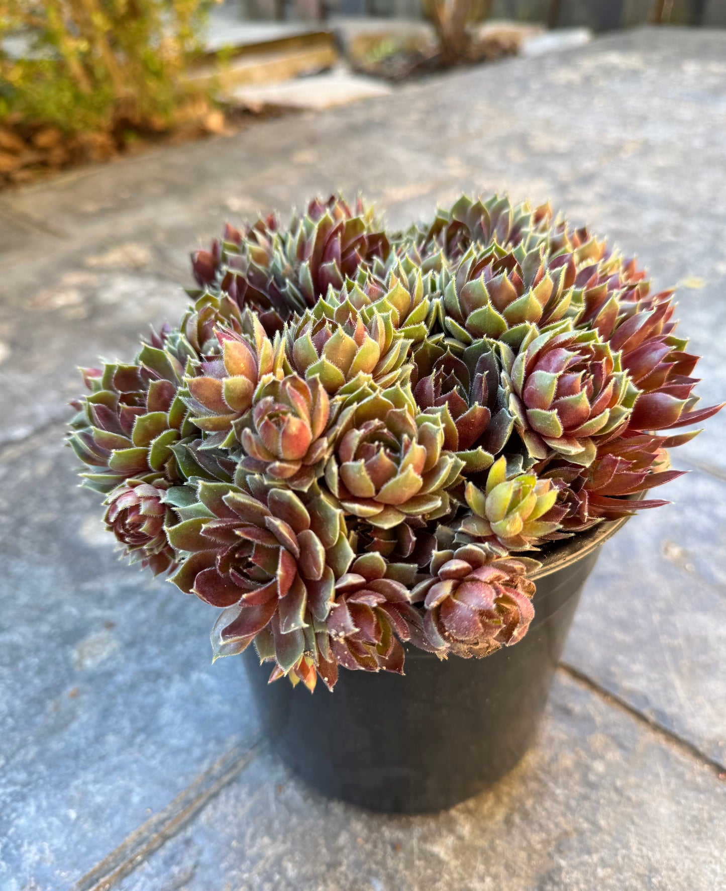 Hens and Chicks 'Commander Hay' (Sempervivum hybrid) - 1 Gallon