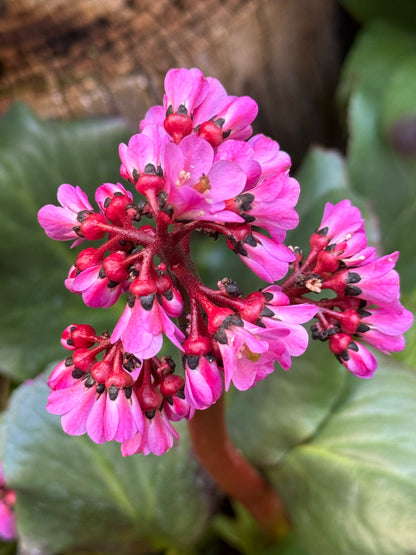 Bergenia 'Heartleaf' (Saxifraga) - 1 Gallon