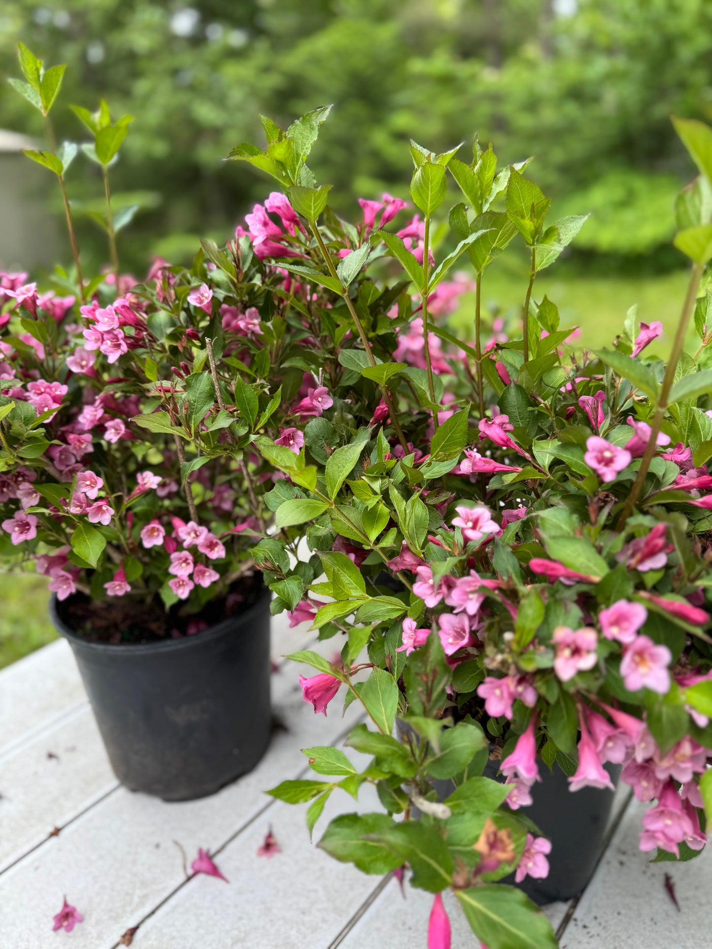 Weigela 'Minuet'