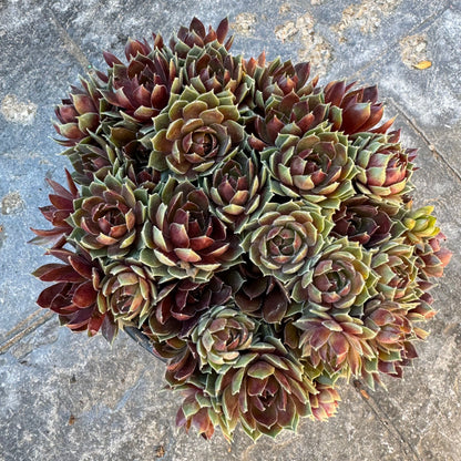 Hens and Chicks 'Commander Hay' (Sempervivum hybrid) - 1 Gallon