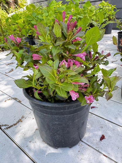 Weigela 'Minuet'