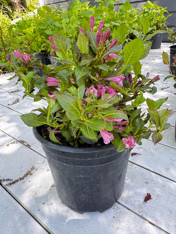 Weigela 'Minuet'