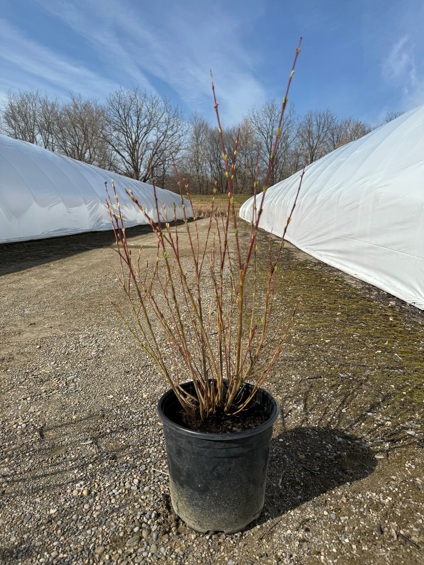 Forsythia - 2 Gallon