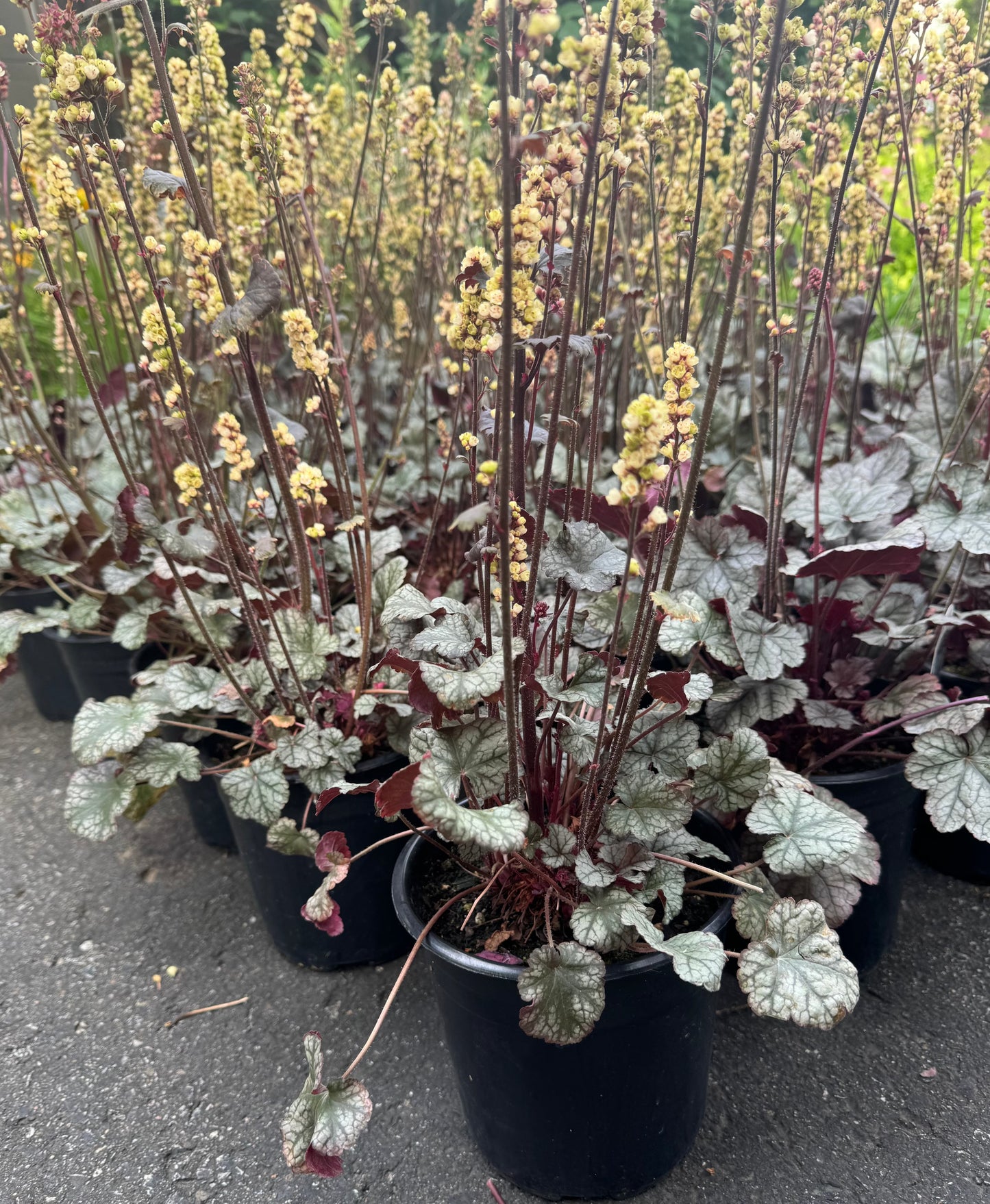 Coral Bells 'Silver Scrolls' (Heuchera) - 1 Gallon