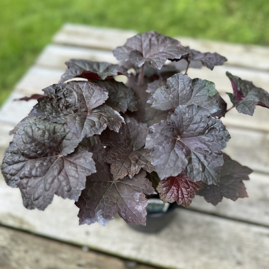 Coral Bells 'Palace Purple' (Heuchera) - 1 Gallon