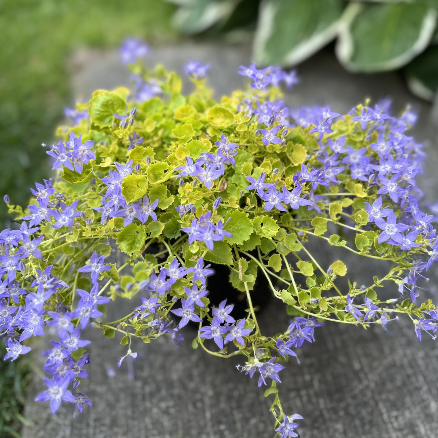 Campanula 'Dickson's Gold' (Bellflower ) - 1 Gallon