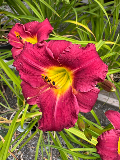 Daylily 'Rajah' (hemerocallis)