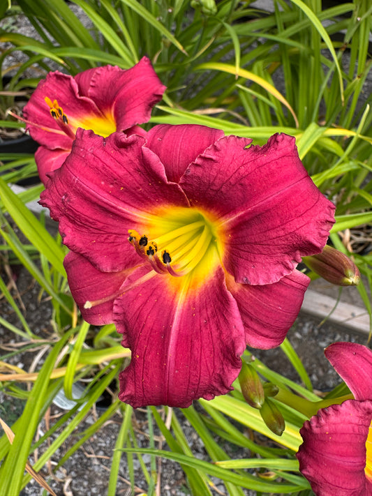 Daylily 'Rajah' (hemerocallis)