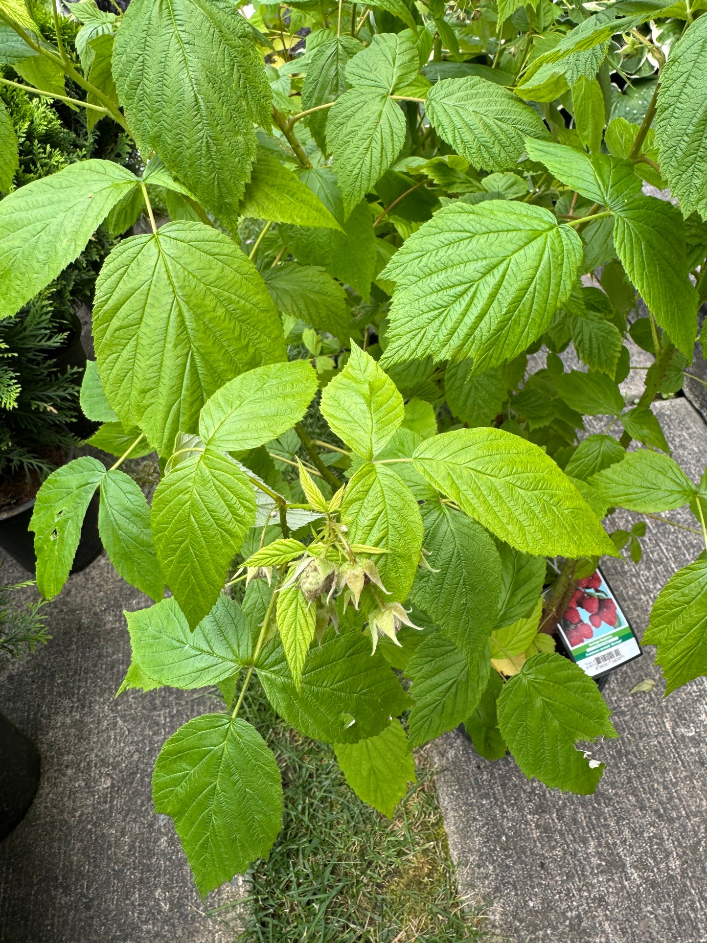 Everbearing Raspberry 'Heritage' - 1 Gallon