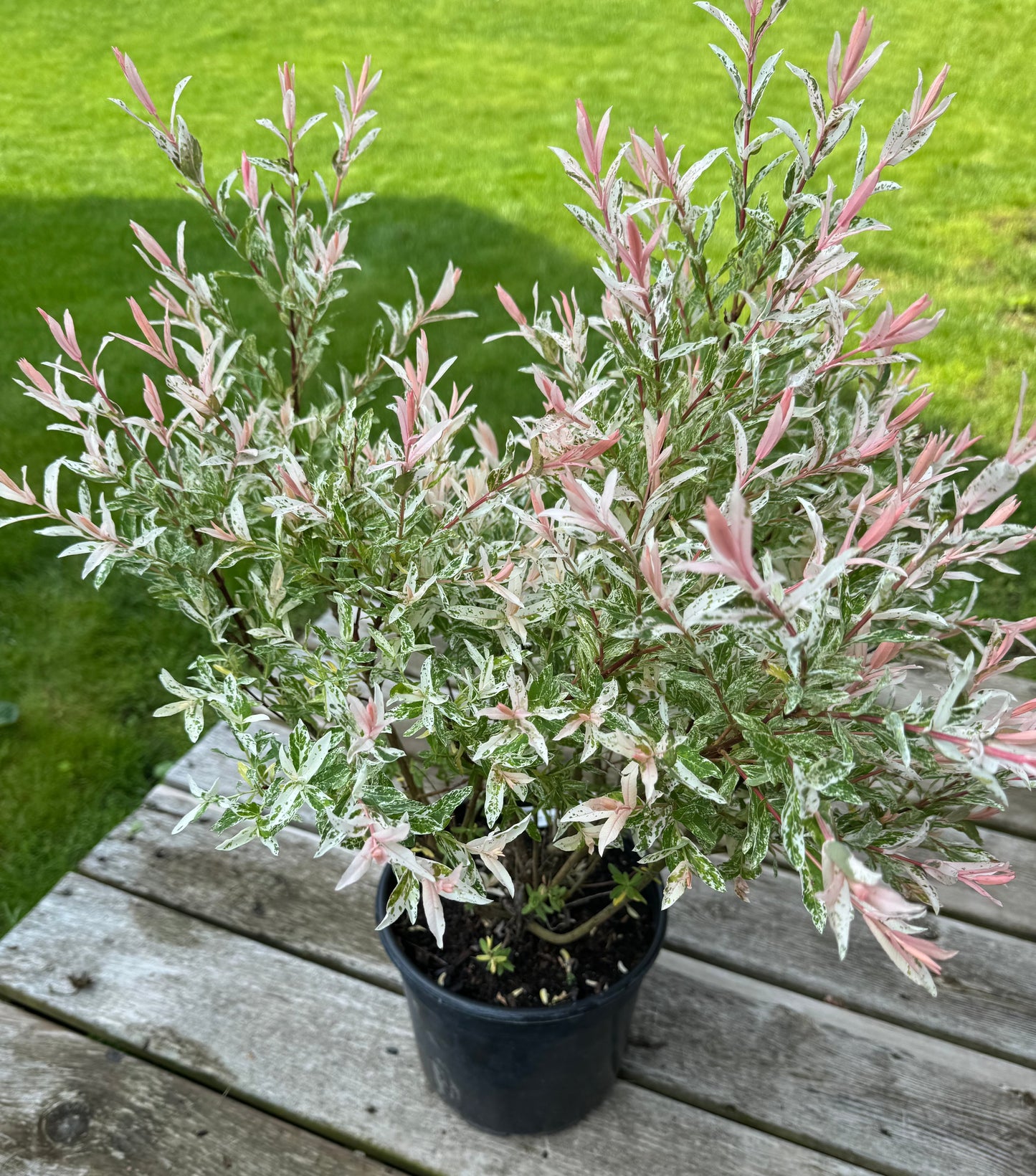 Dappled Willow (Salix integra) - 2 Gallon