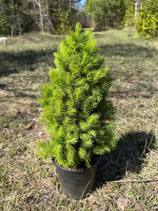 Dwarf Alberta Spruce 'Conica' (Picea Glauca) - 1 Gallon